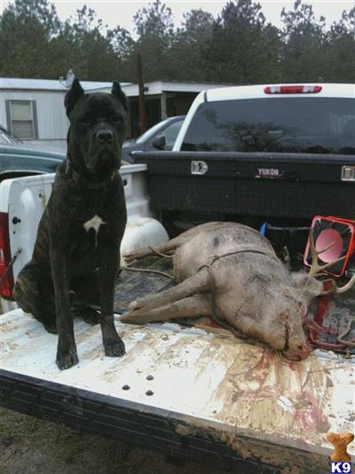 Stud Dogs - Cane Corso